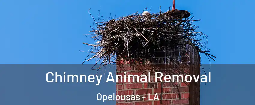 Chimney Animal Removal Opelousas - LA